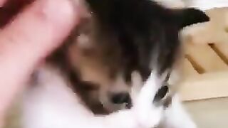 Cute kitten 11