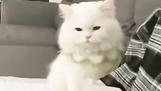Cats that want to be petted
