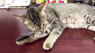 little milk cat: you are also curious and strange