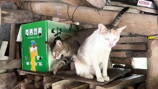 little milk cat: make me meow and meow, then I'm not very embarrassed