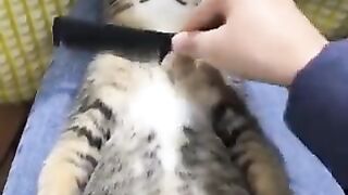 Overly relaxed cat