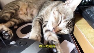 little milk cat: who let you disturb my sleep