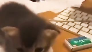 Cute sleeping kitten