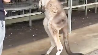 Best Funny animal video 2023