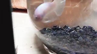 beautiful betta fish????????