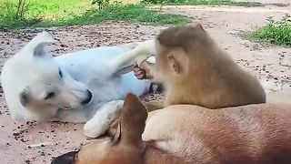 Two Dog & One Monkey friends