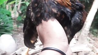 Free-range chicken 63 days old