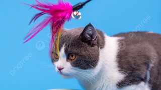 Beautiful Cat Washes its  Face! ????