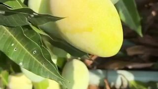 Mango fruit