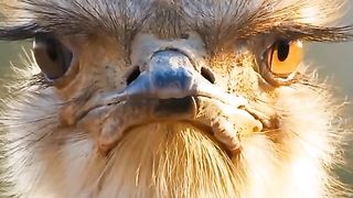 Top 10 interesting animal facts