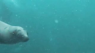 Top 10 surprised animal facts