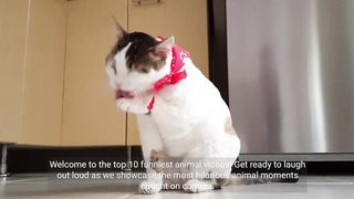Top 10 Funniest Animal Moments