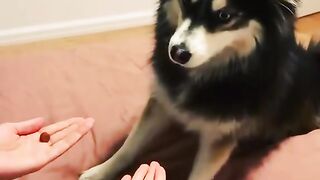 Funny dogs haha