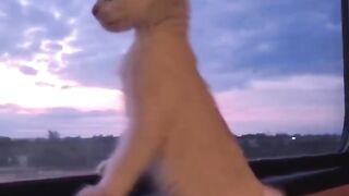 Kitty having a glance through window