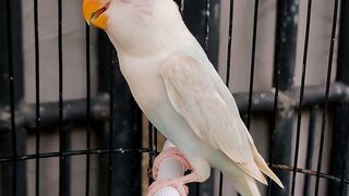 Baby Lovebird Biola Pale Fallow Blue