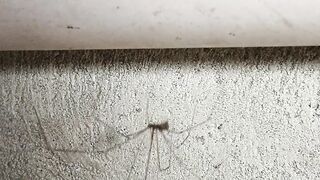 Dancing spider ????️????️