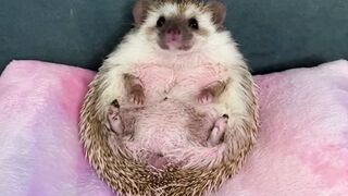 I’m getting my hedgehog today!