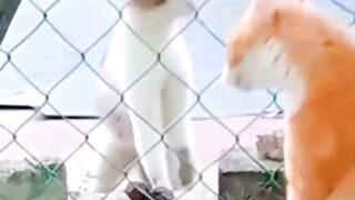 funny video funny animal video
