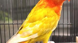 Lovebird baby biola pale fallow green