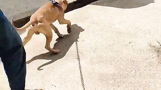 One APBT vs 6 desi dog fight||pittbull fight|| #dog #reel #pitbull #reels #viral #dogbreed #viral