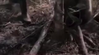 Hewan yang butuh pertolongan