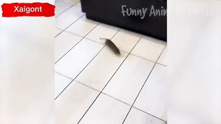 Funny animal video 13