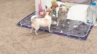 This video  of smell size  dogs
