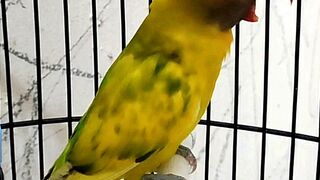 Funny mastering for lovebird