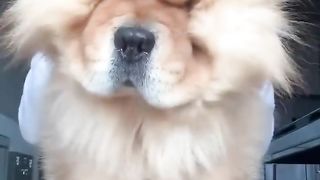 Funniest Dog Videos