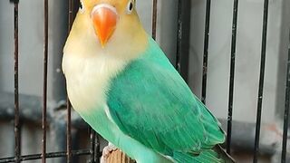 Lovebird Baby Biola Parblue