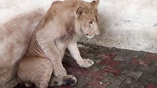 Funny lion 3