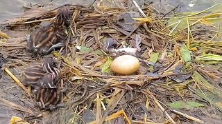 Duck is shift nest  in child