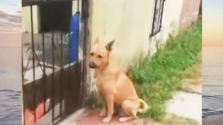 fierce dog at the beginning