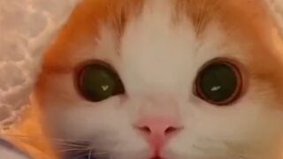 VIDEO VIRAL!! : AWESOME CUTE PETS