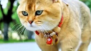 VIRAL!!! : FACE COOL CAT