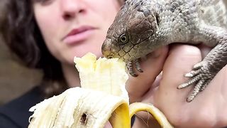 The Reptile Zoo 20