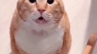 AMAZING VIRAL PETS : TALK TO ME
