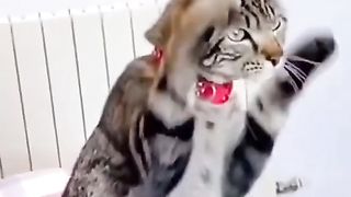 Funny cat 187