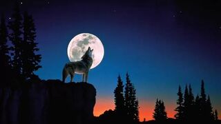 wolf sound...