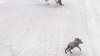 Tiger is  crip child pigs of main road traffic