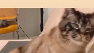Cute cat video 3