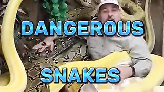 Top 10 Most Dangerous Snakes In The Word