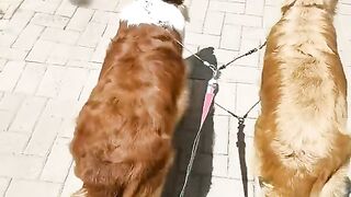 LOL!! : FUNNY DOGS BOTTOM