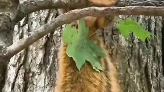 unique facts about squirrels #animals #animalbehavior #zoo #shorts