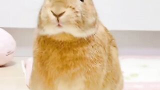 unique facts about rabbits #animalbehavior #animals #zoo #shorts