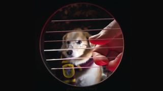 Harry_Potter_Hedwig's_Theme_Inside_a_Guitar