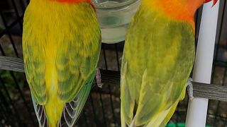 Lovebird Biola Ewing and Biola Edge