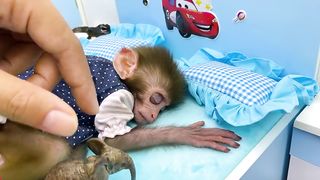 Baby monkey Bon Bon has fun playing with So cute ducklings in the garden and eats watermelon