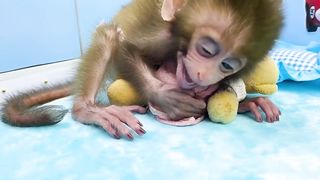 Baby monkey Bon Bon playing with So cute duckling and teddy bear in the bedroom