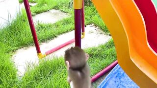 Baby monkey playing with So cute duckling roll down a slide full of koi fish